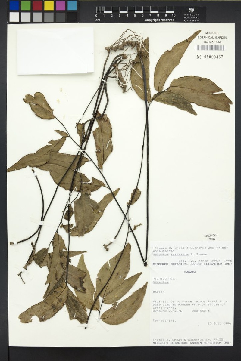 Adiantum isthmicum photo 3
