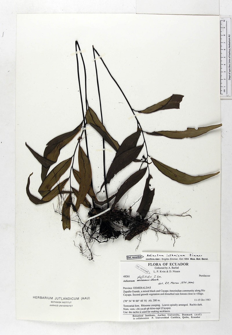 Adiantum isthmicum photo 4