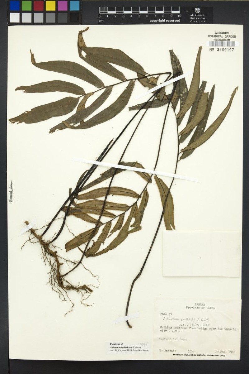Adiantum isthmicum photo 5