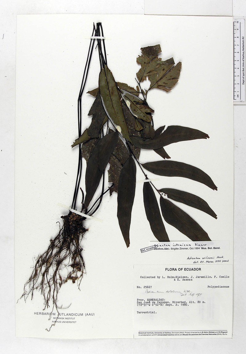 Adiantum isthmicum photo 6