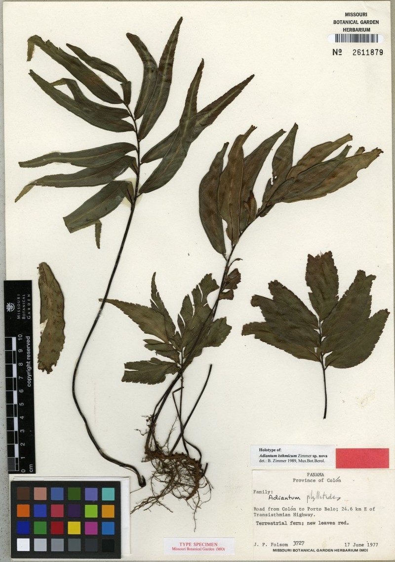 Adiantum isthmicum photo 7