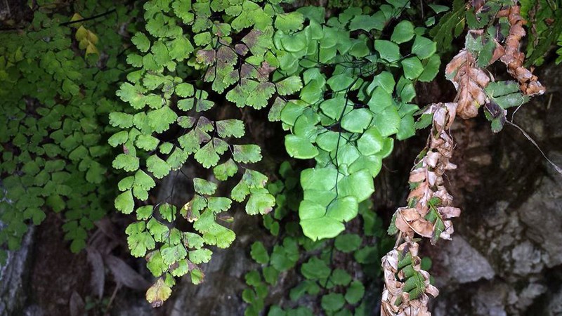 California Maidenhair photo 2