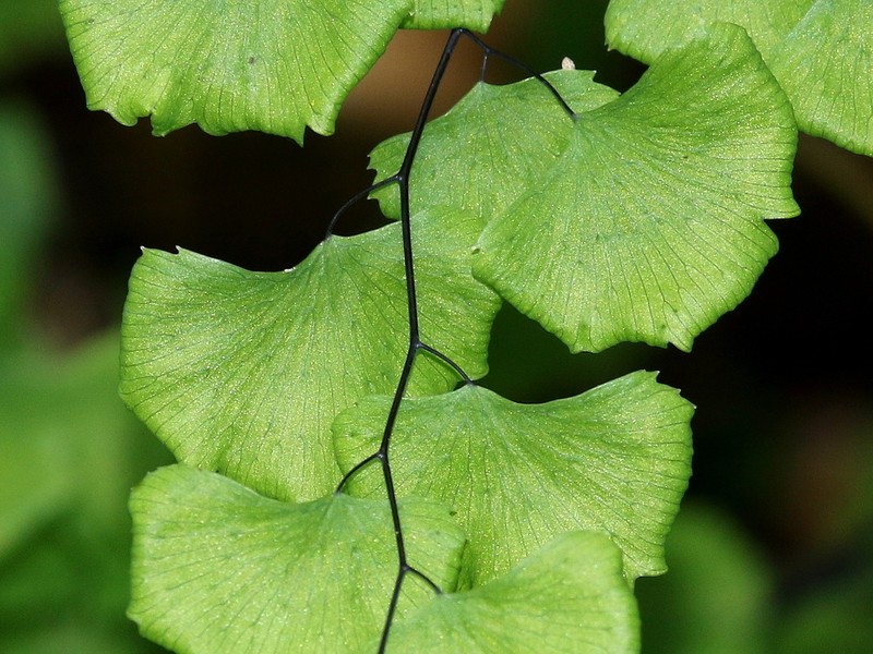 California Maidenhair photo 3
