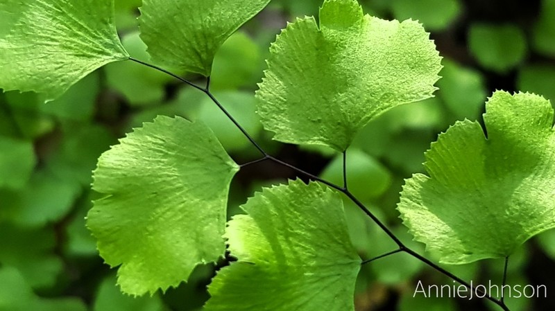 California Maidenhair photo 4