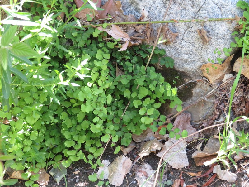 California Maidenhair photo 5