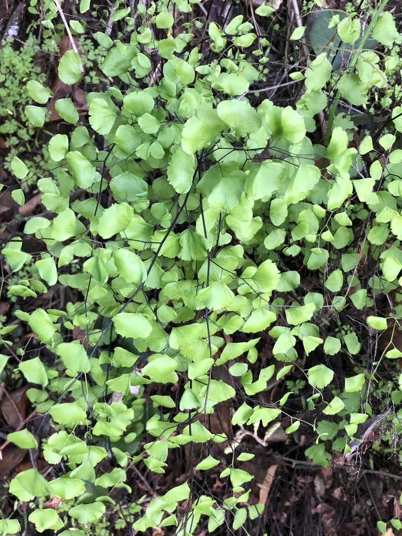 California Maidenhair photo 6