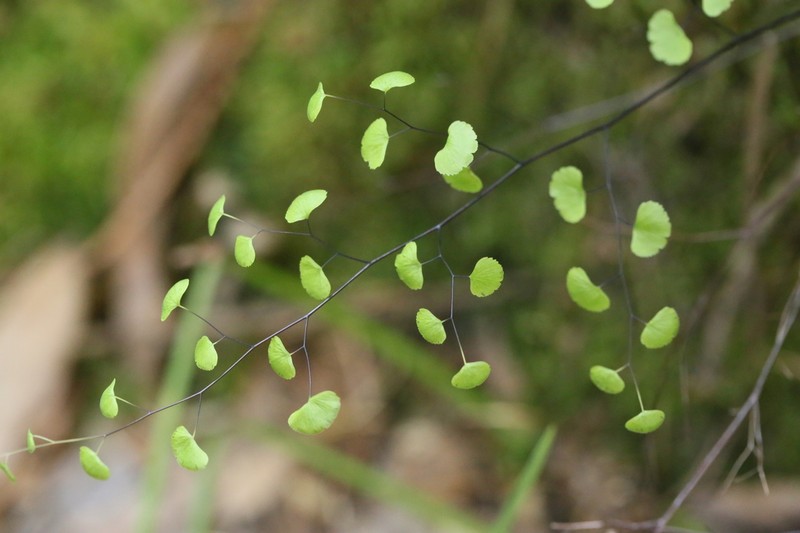 California Maidenhair photo 7