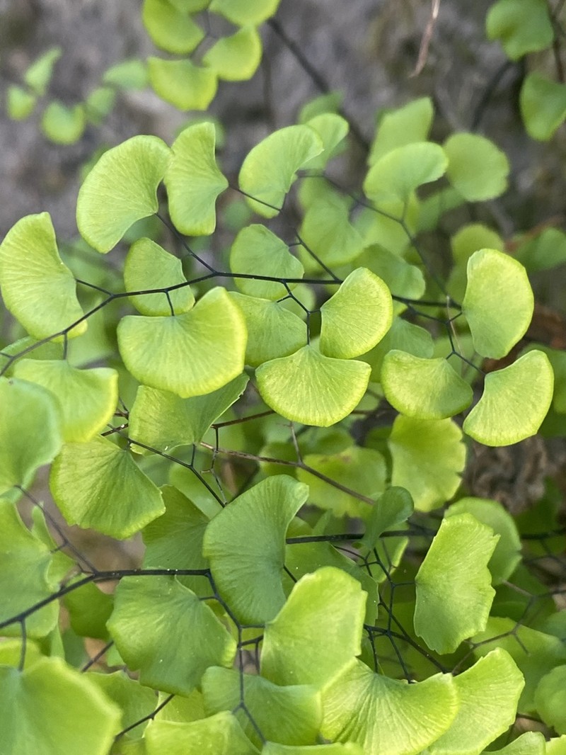 California Maidenhair photo 8