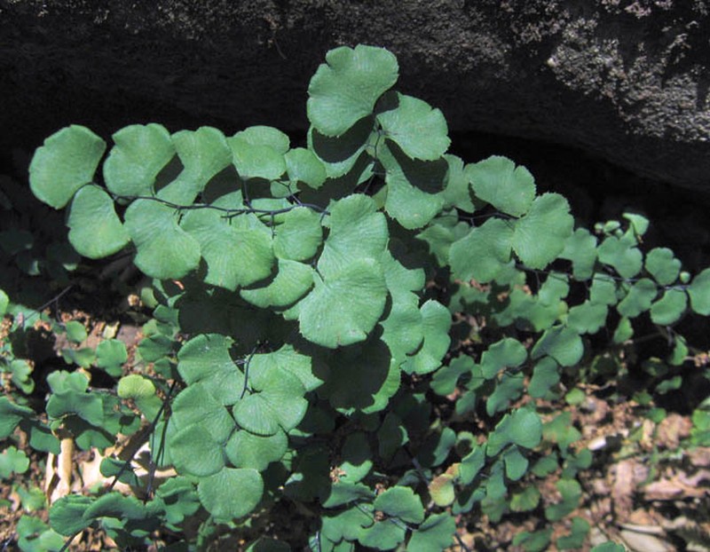 California Maidenhair