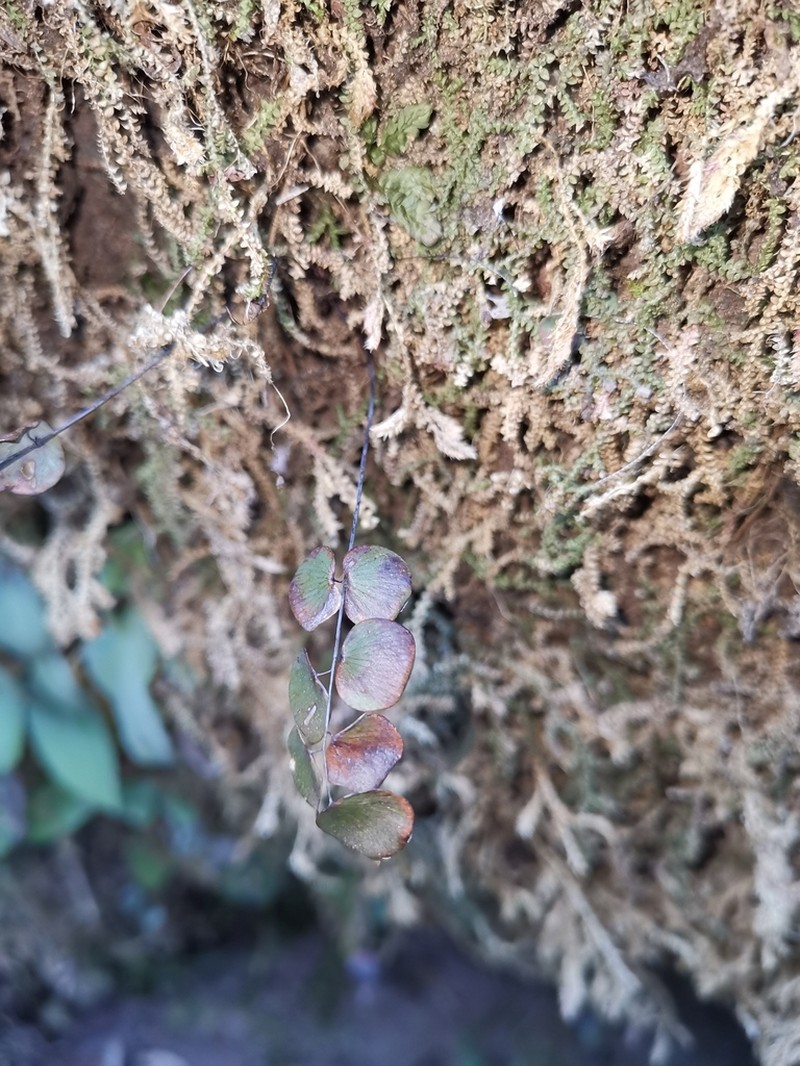 Adiantum juxtapositum