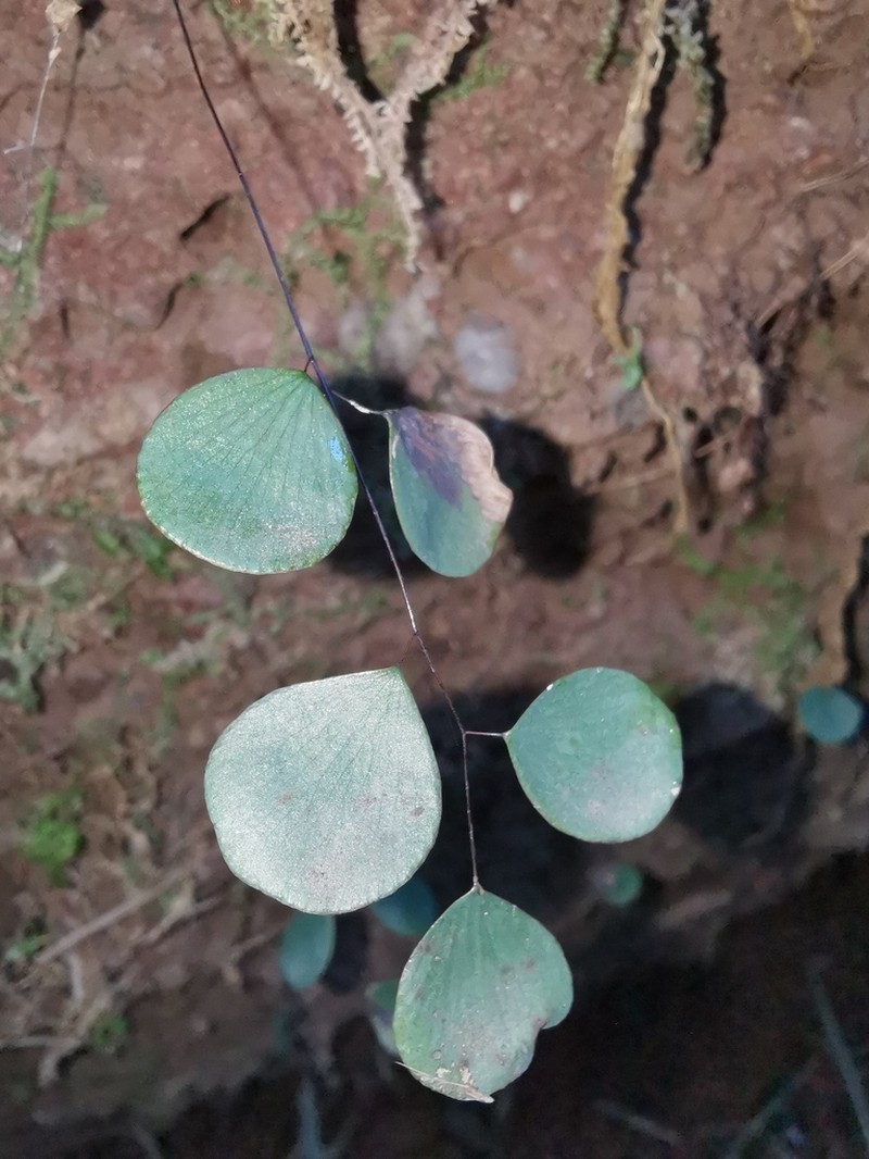 Adiantum juxtapositum photo 2