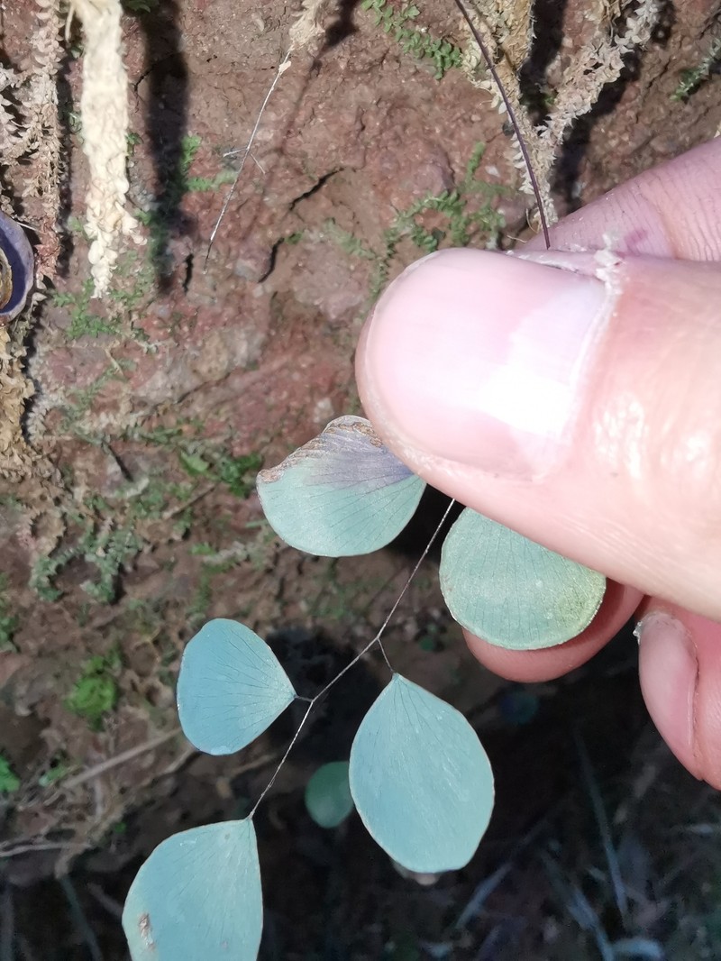 Adiantum juxtapositum photo 3