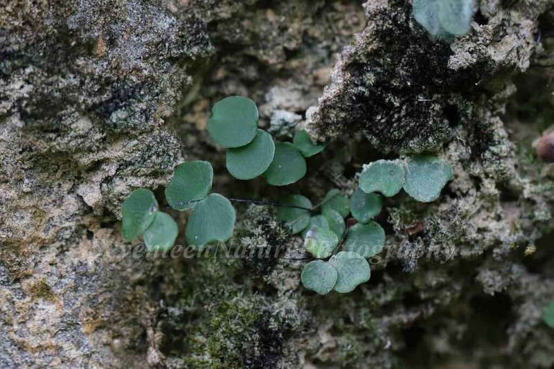 Adiantum juxtapositum photo 5