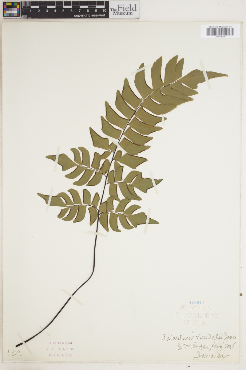 Adiantum kendalii photo 4