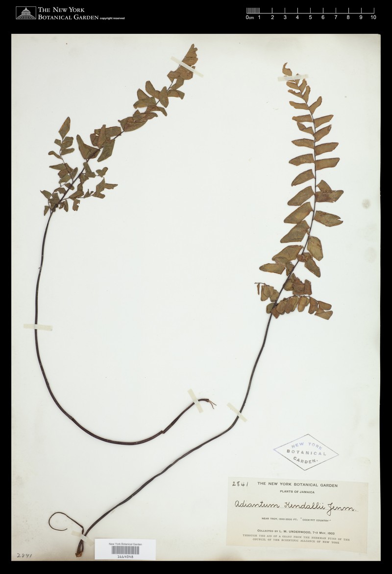 Adiantum kendalii
