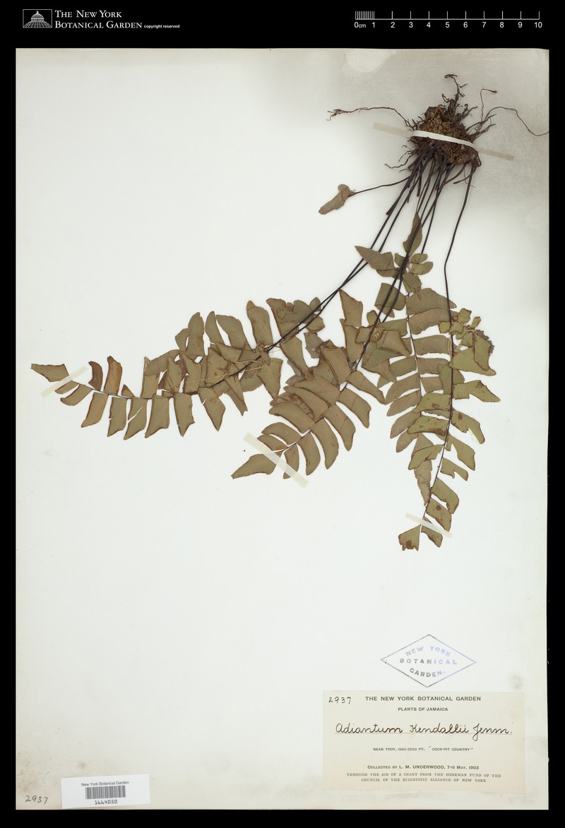 Adiantum kendalii photo 2