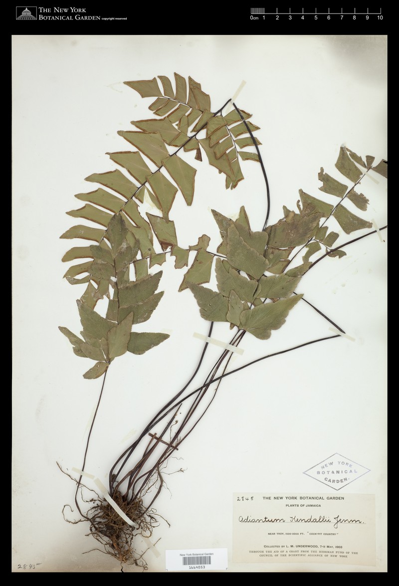 Adiantum kendalii photo 3