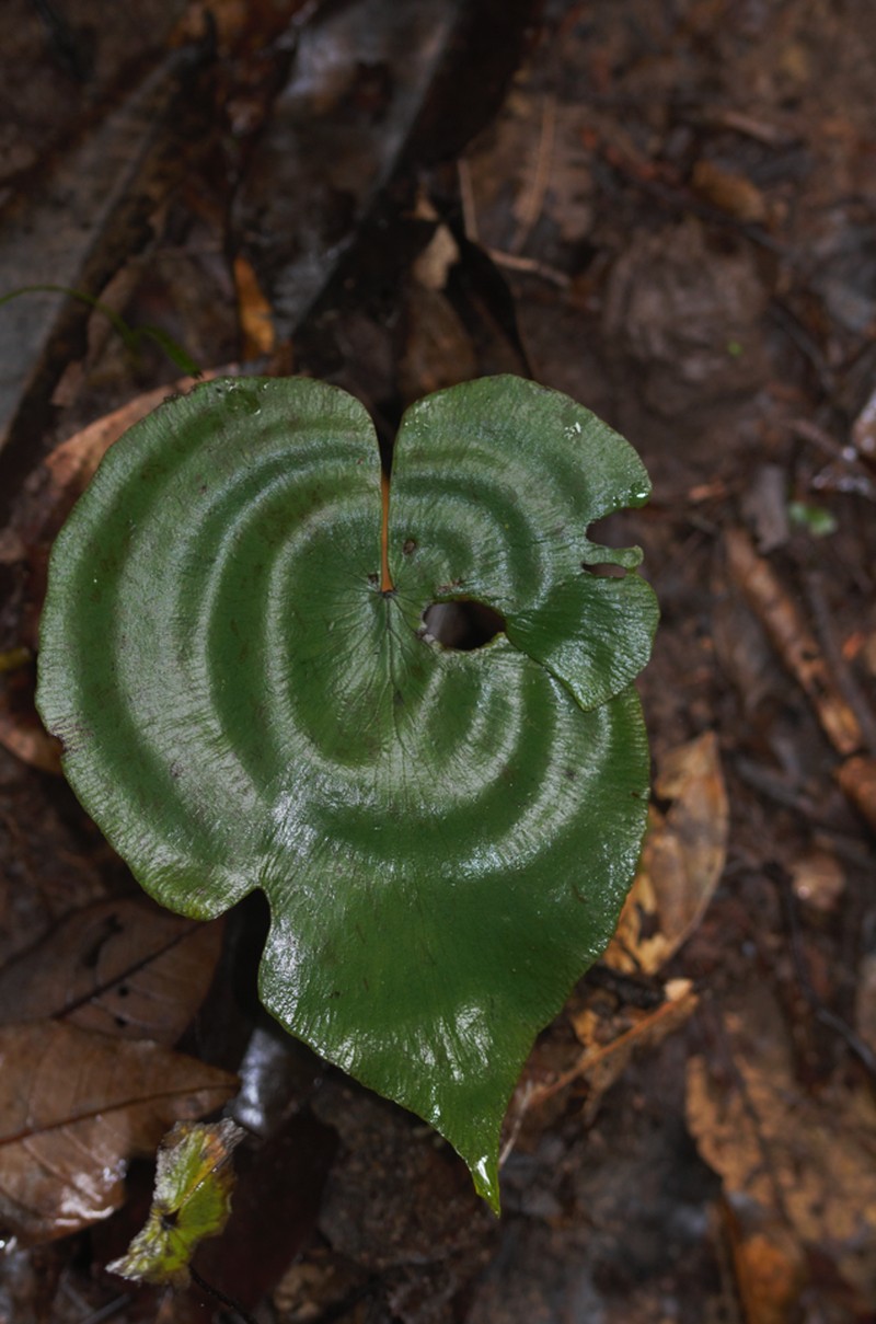 Adiantum krameri