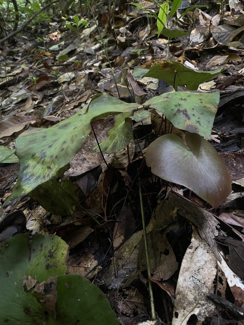 Adiantum krameri photo 2