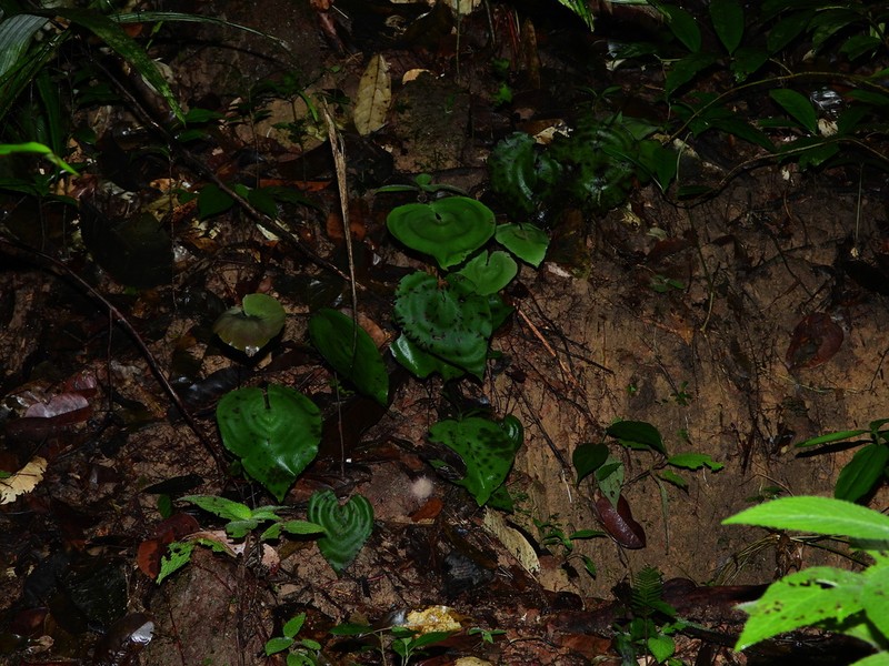 Adiantum krameri photo 3