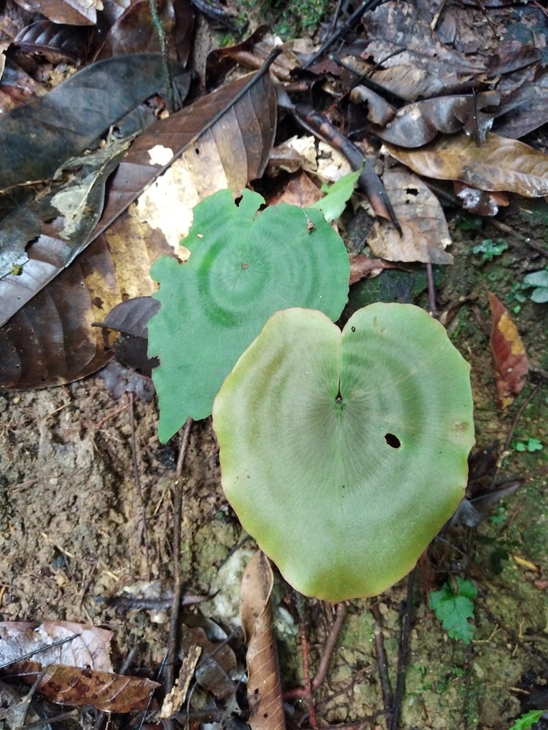 Adiantum krameri photo 4