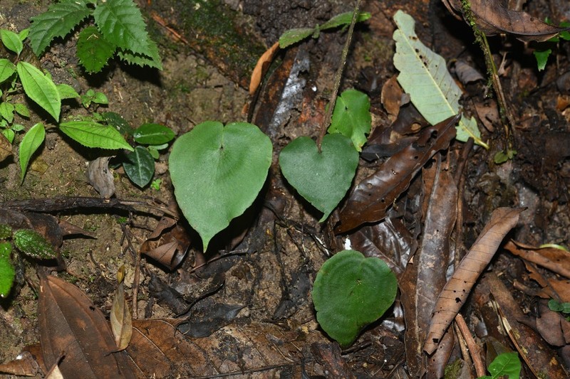 Adiantum krameri photo 5