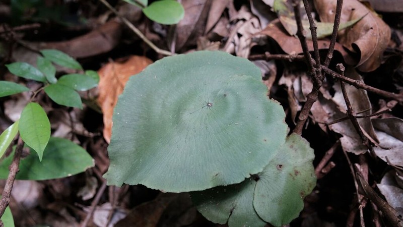 Adiantum krameri photo 6