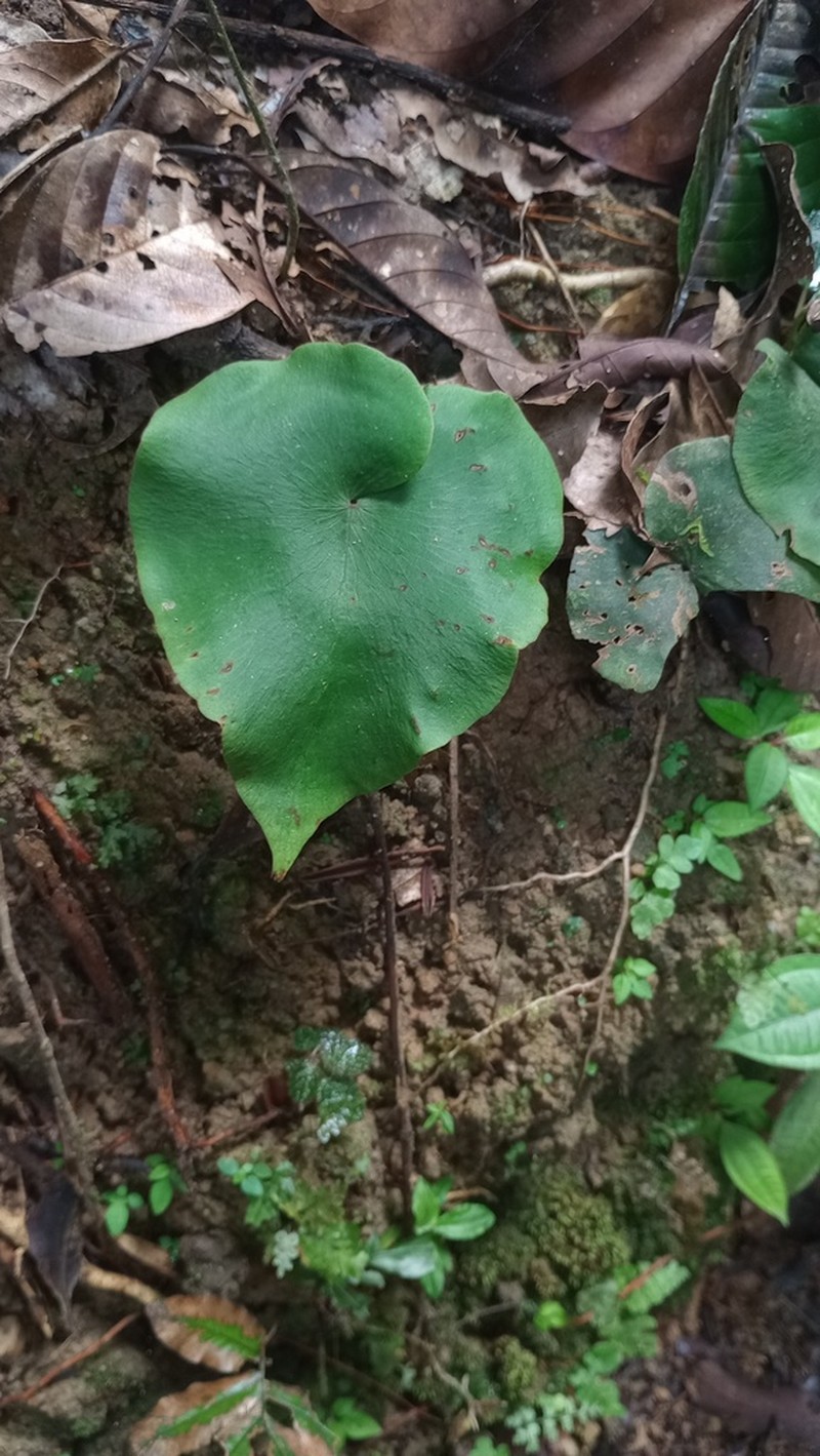 Adiantum krameri photo 7