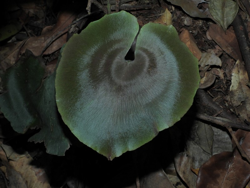 Adiantum krameri photo 8