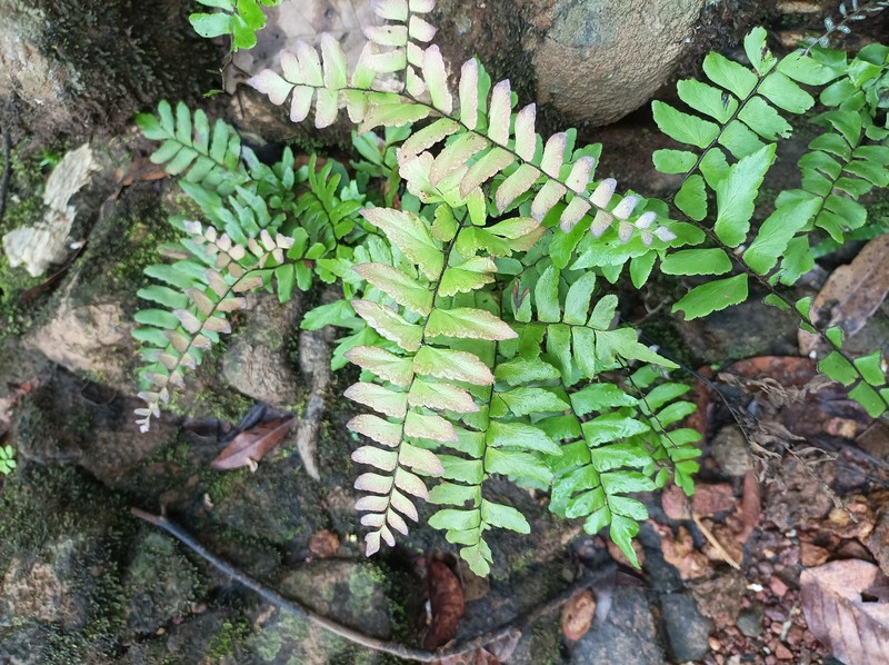 Broadleaf Maidenhair