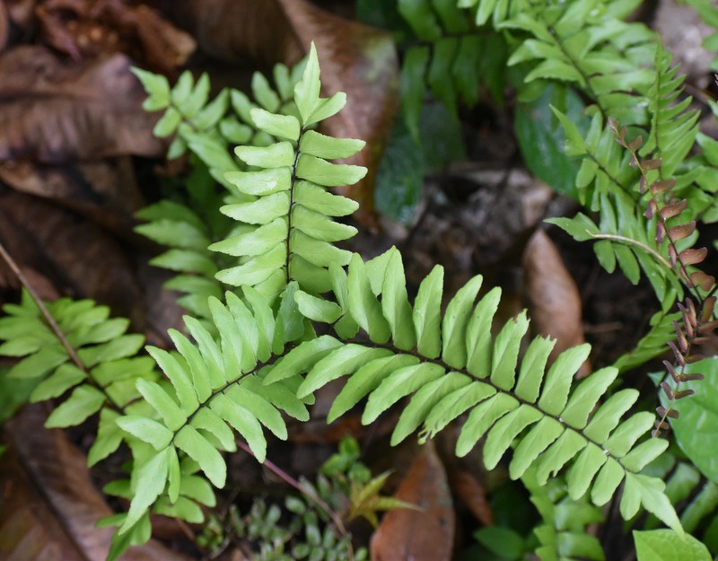 Broadleaf Maidenhair photo 2