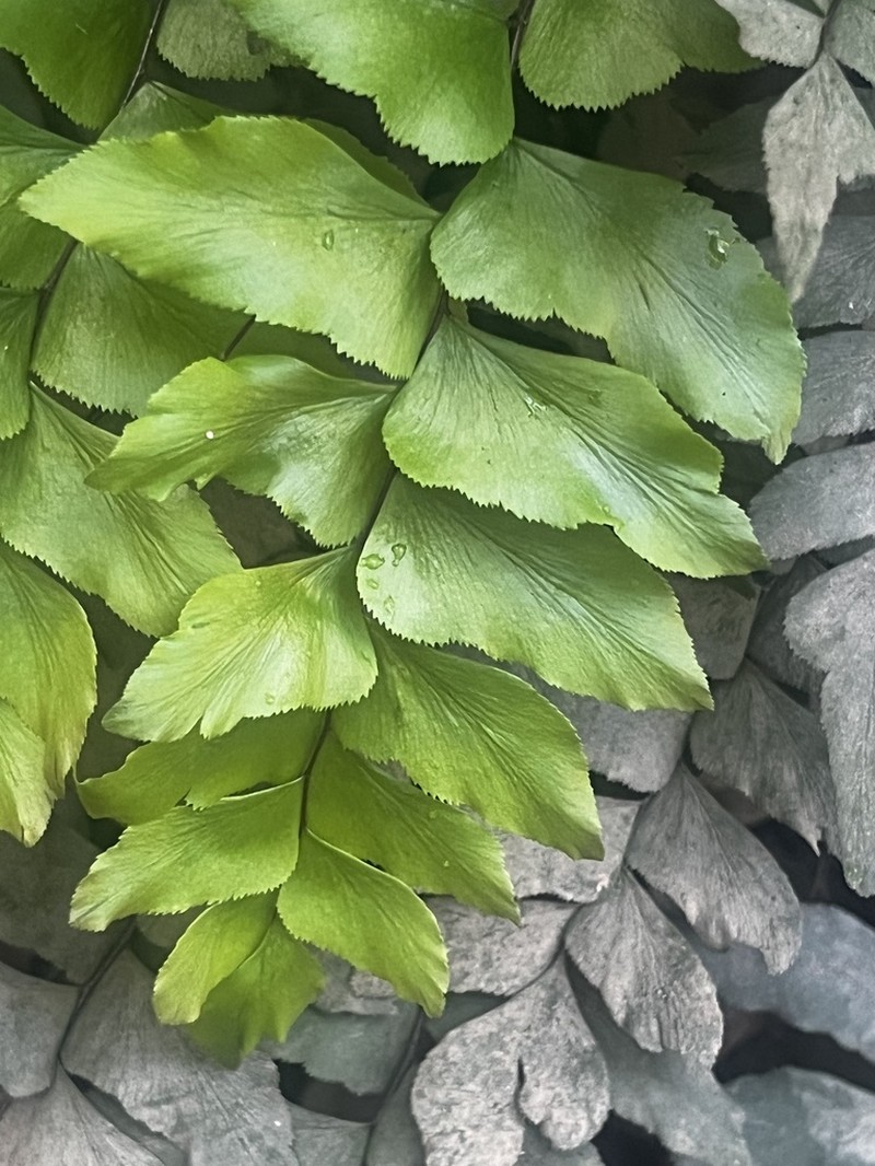 Broadleaf Maidenhair photo 3