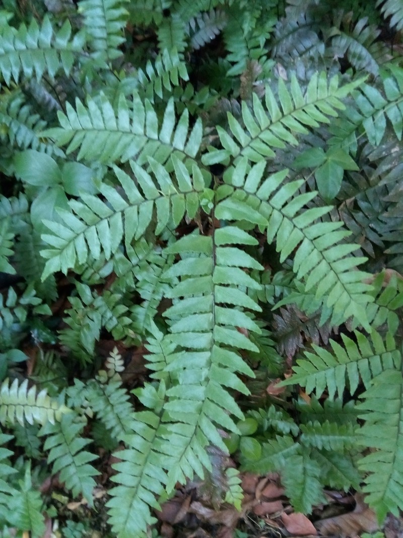 Broadleaf Maidenhair photo 4