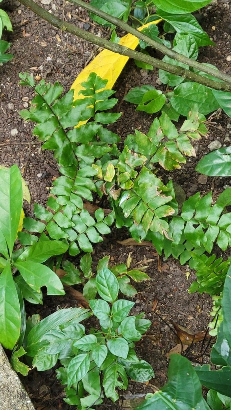 Broadleaf Maidenhair photo 5