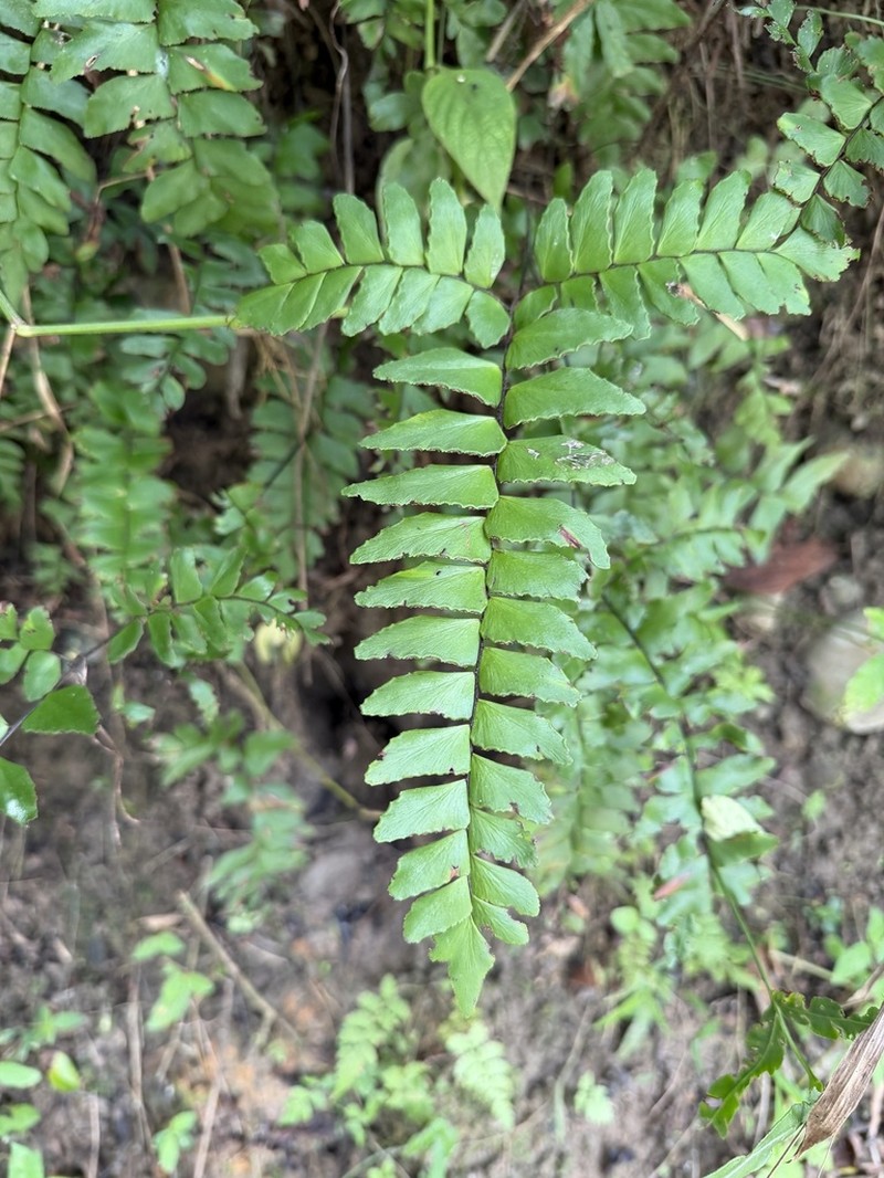 Broadleaf Maidenhair photo 6