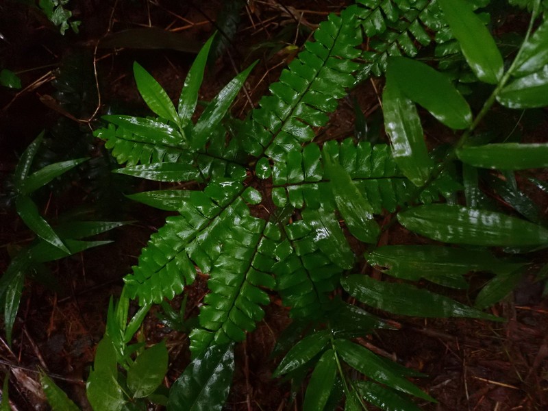 Broadleaf Maidenhair photo 7