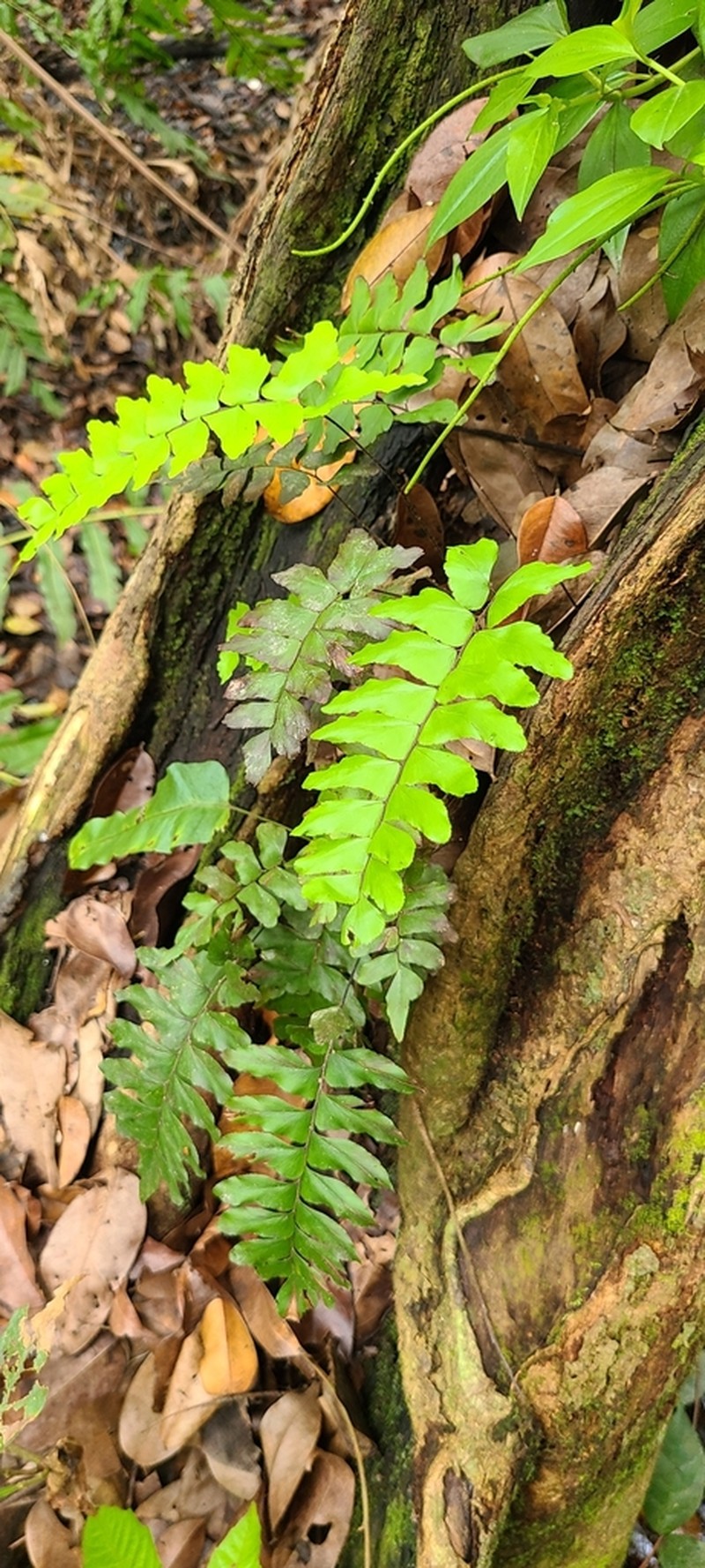 Broadleaf Maidenhair photo 8