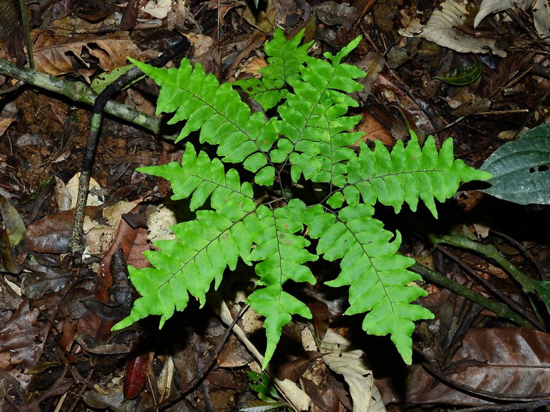 Adiantum leprieurii