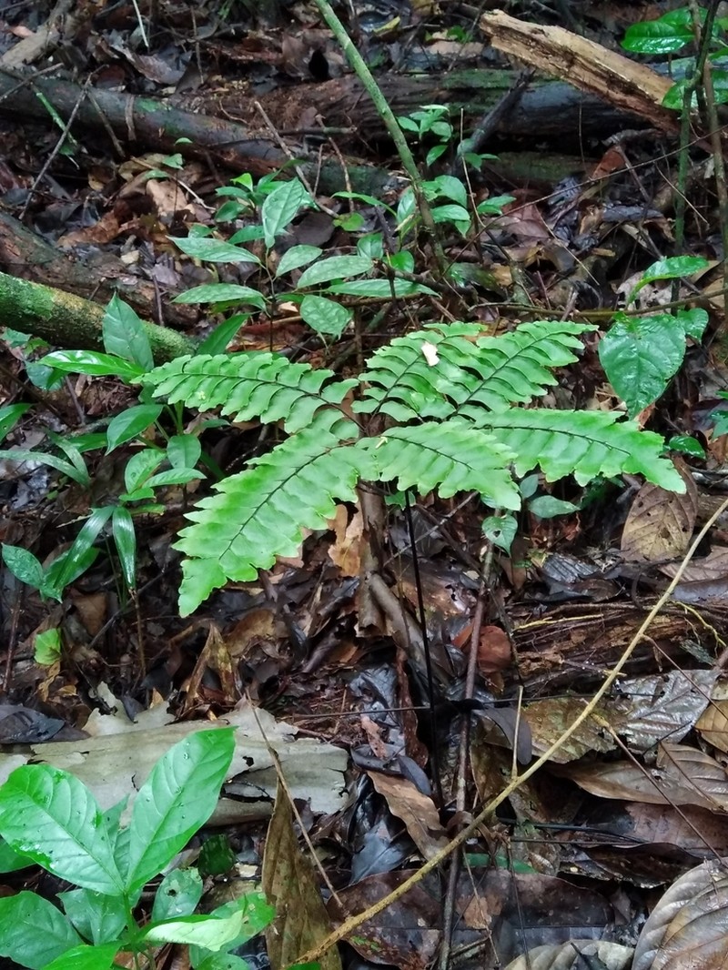 Adiantum leprieurii photo 2