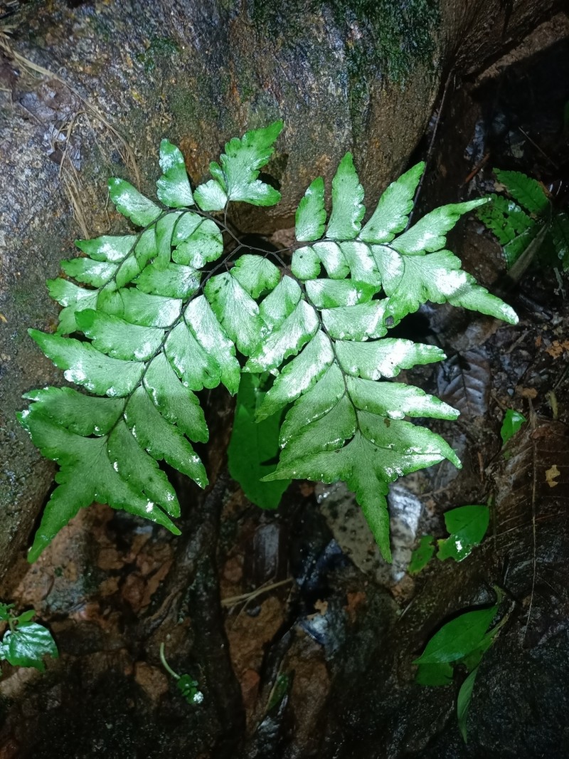 Adiantum leprieurii photo 3