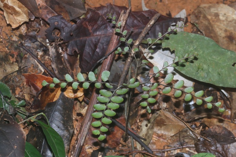Adiantum leprieurii photo 4