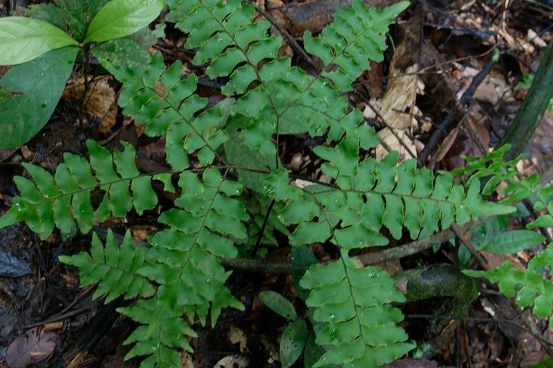 Adiantum leprieurii photo 5