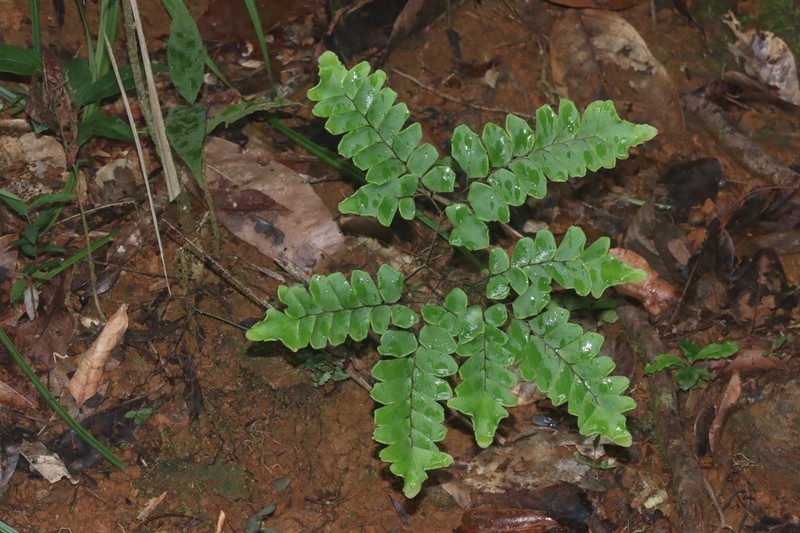 Adiantum leprieurii photo 6
