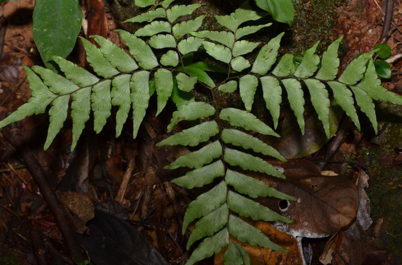Adiantum leprieurii photo 7