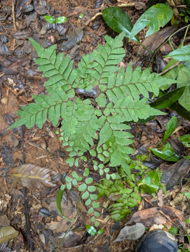 Adiantum leprieurii photo 8