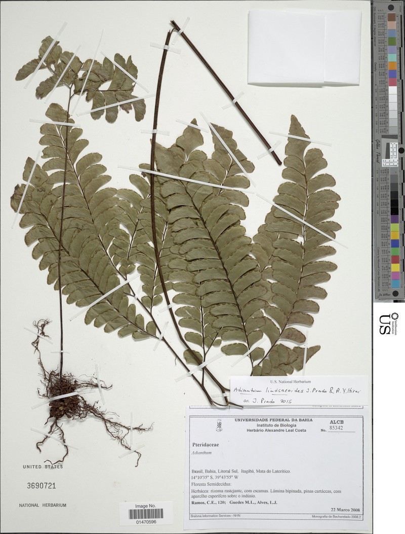 Adiantum lindsaeoides