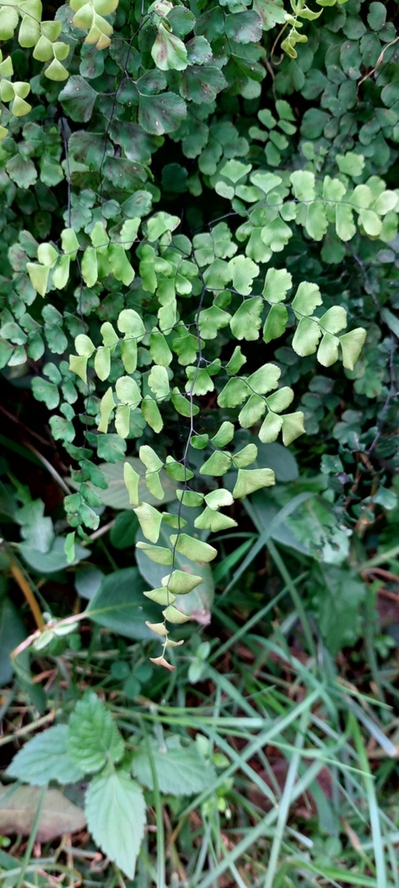 Adiantum lobatum photo 4