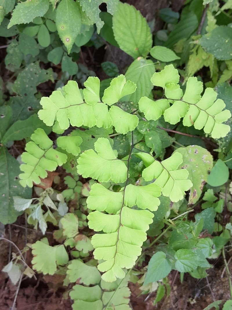 Adiantum lobatum photo 5
