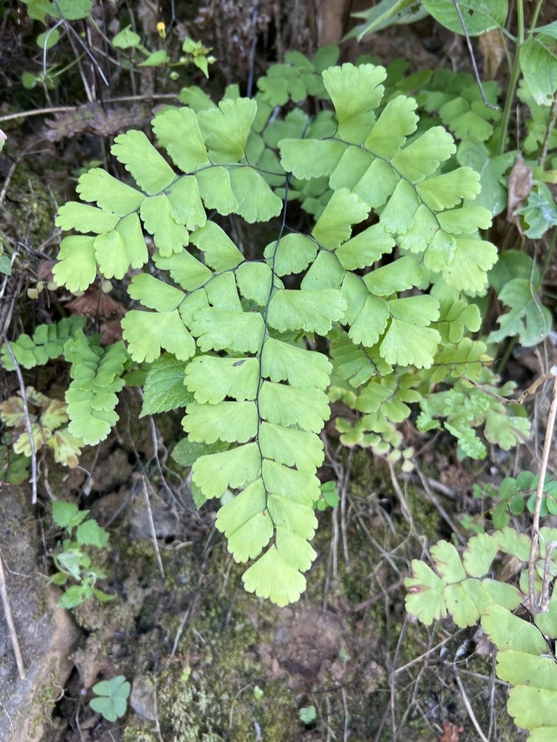 Adiantum lobatum photo 6