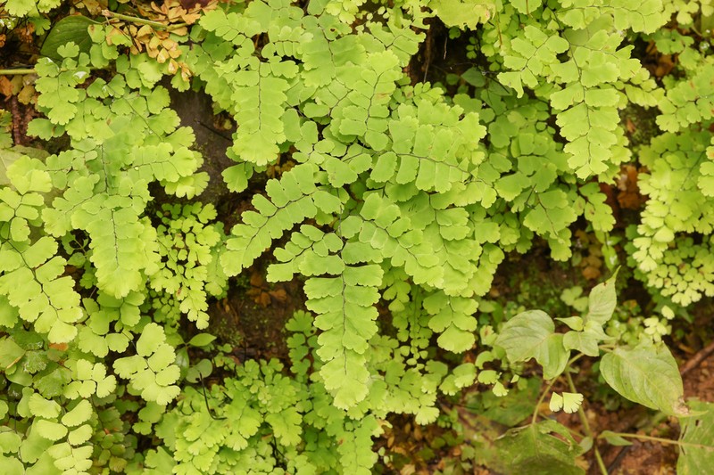 Adiantum lobatum photo 7